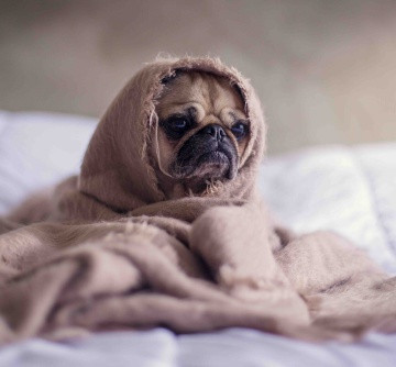 artichoke_12-sick-pug